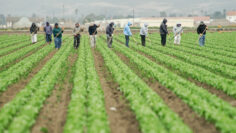 farm workers at work