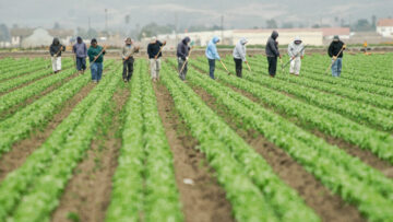farm workers at work