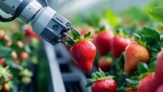 A robotic arm harvesting ripe strawberries in a modern greenhouse, showcasing advancements in agricultural technology and automation.