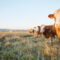 AdobeStock_635885129.jpeg