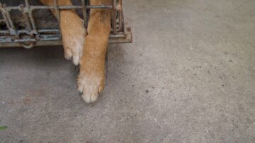 dog abused tortured caged in a cage