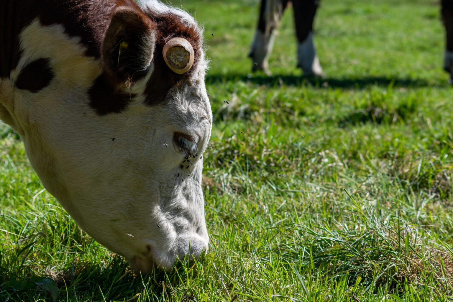 The X-Report: Why Cattle Mutilations Remain One of the Most Difficult ...