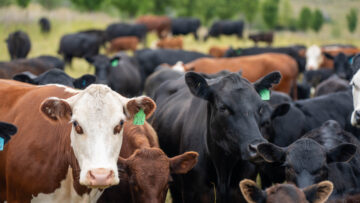 beautiful cattle in Australia  eating grass, grazing on pasture. Herd of cows free range beef being regenerative raised on an agricultural farm. Sustainable farming