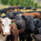 beautiful cattle in Australia eating grass, grazing on pasture. Herd of cows free range beef being regenerative raised on an agricultural farm. Sustainable farming