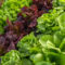 leaf lettuce field