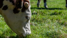 AdobeStock_431895490-2.jpeg
