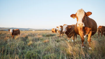 Livestock, sustainable and herd of cattle on a farm in the countryside for eco friendly environment. Agriculture, animals and cows for meat, dairy or beef trade production industry in a grass field.