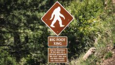 Closeup of a sign of Bigfoot in a green forest