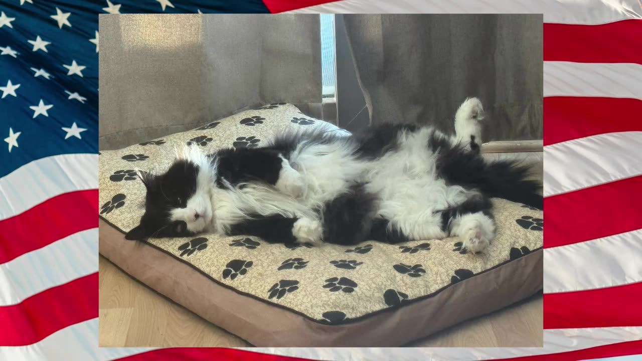 lindelltv_wpvidsync_images->17688