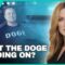 What The Doge is Going on?